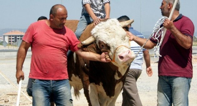 (özel Haber) Otomobil Fiyatına Kurbanlık Boğa
