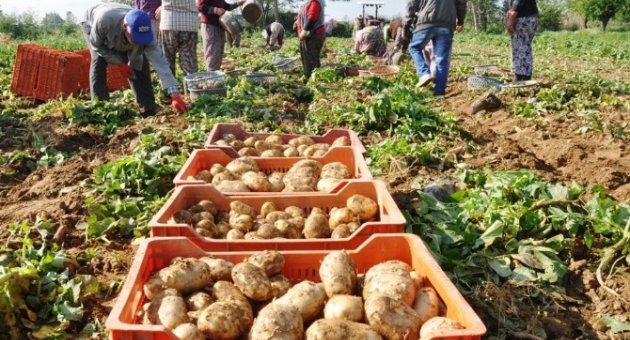 (özel Haber) Patates Fiyatları Yeniden Yükselişe Geçti