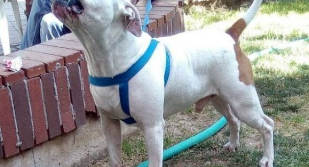 (özel Haber) Pıtbullun Kulağını Kopardığı Çocuk Ameliyat Oldu