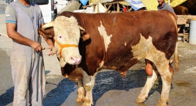 (özel Haber) Şampiyon Boğa Otomobil Fiyatına Satıldı