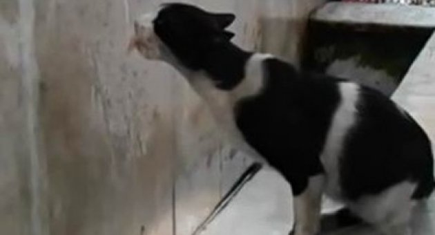 (özel Haber) Sıcaklar Hayvanları Da Bunaltıyor