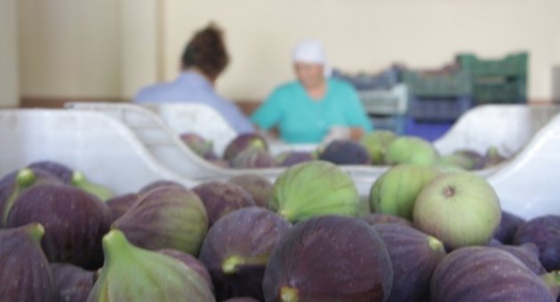 (özel Haber) Siyah İncir Üreticinin Yüzünü Güldürmeye Devam Ediyor