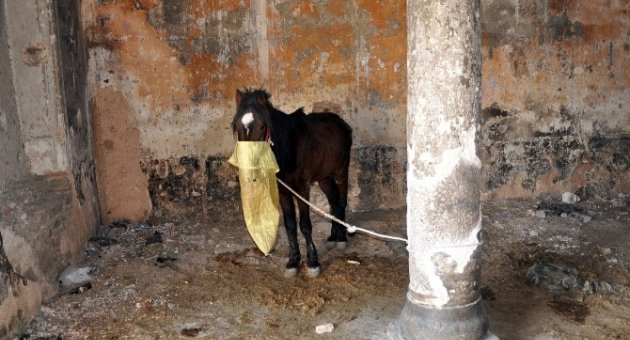 (özel Haber) Tarihi Ermeni Kilisesi Ahır Oldu