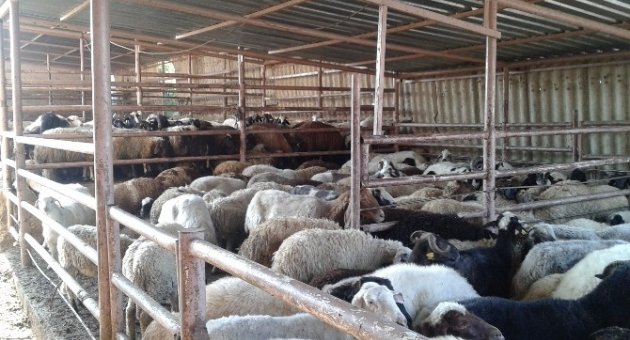 (özel Haber) Tekirdağ’da Kaçak Koyun Operasyonu