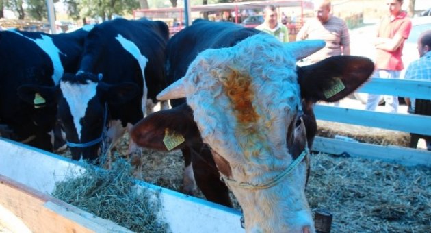 (özel Haber) Tekirdağ’da Kurban Pazarında İşler Durgun