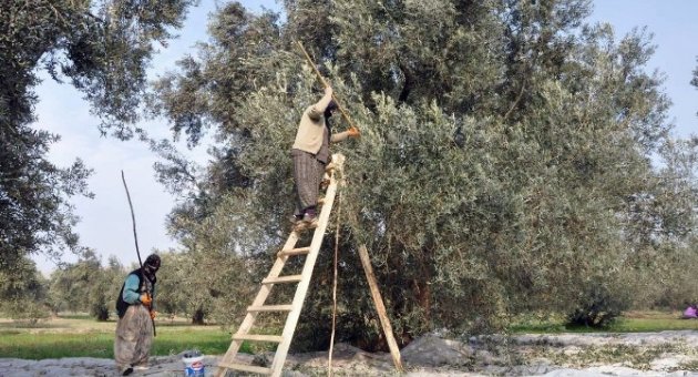 (özel Haber) Zeytinyağında Bu Yıl Rekolte Düşük Fiyatlar Yüksek