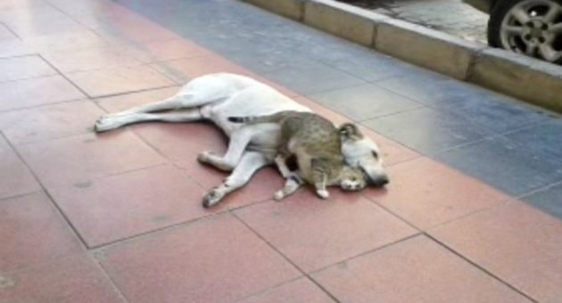 (özel) Kedi Ve Köpekten Kardeşlik Dersi