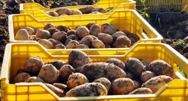 (özel) Patatesin Fiyatı Geçen Yıla Göre Yarıya Yarıya Düştü