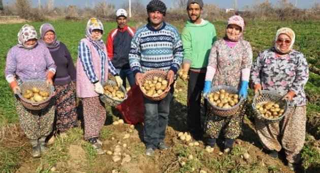 (özel) Şeker Oranı Düşük Patates Üretiliyor
