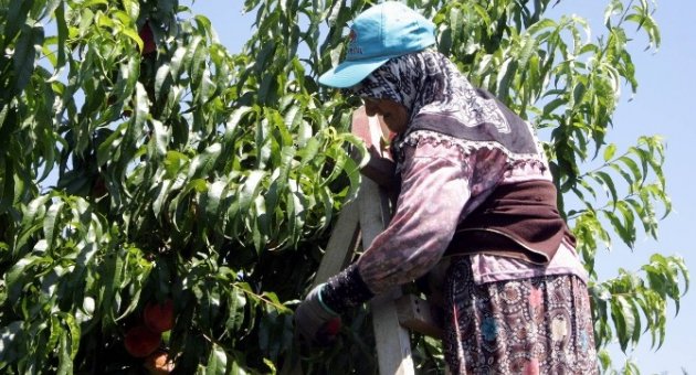 (özel-haber) Şeftaliyi Toplamaya Sahurda Başlıyorlar