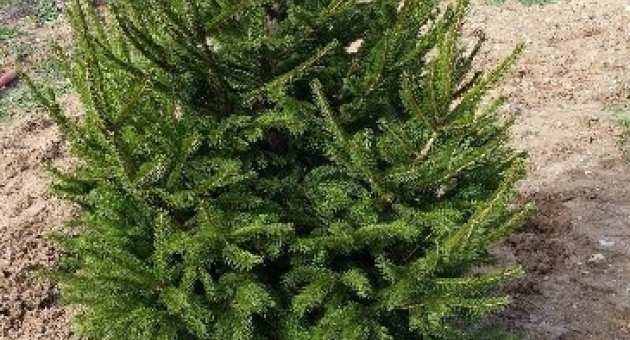 Özgecan Aslan Bursa’da Fidanla Yaşayacak