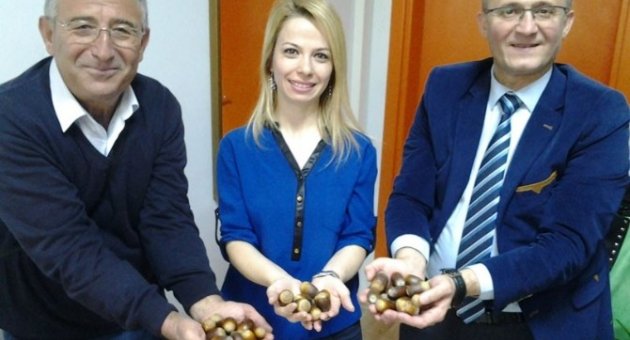 Palamut Meşeleri Toprakla Buluşacak