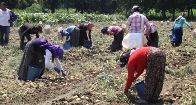Patates Fiyatları Güldürdü, Rekolte Üzdü