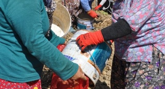 Patates Üreticileri Tedirgin