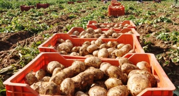 Patateste Mildiyö İddiası, Ödemişli Üreticileri Ayağa Kaldırdı
