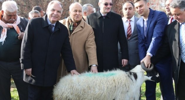 Safkan Damızlık Koçlar Selçuk’ta Dağıtıldı