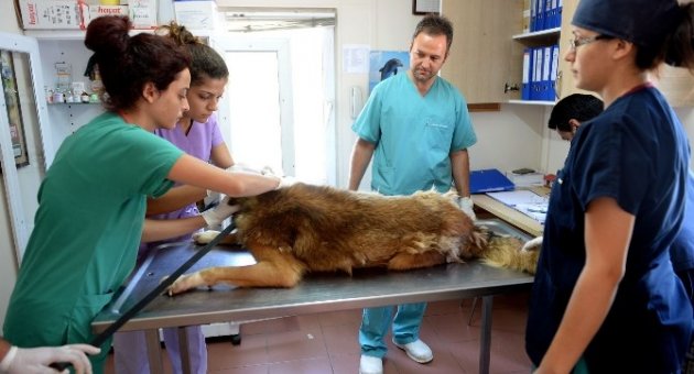 Sahipsiz Hayvanlar Barınağı Örnek Oluyor