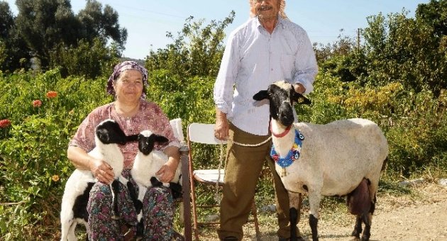 Sakız Koyunu Yetiştiricinin Elinde Islah Edilecek