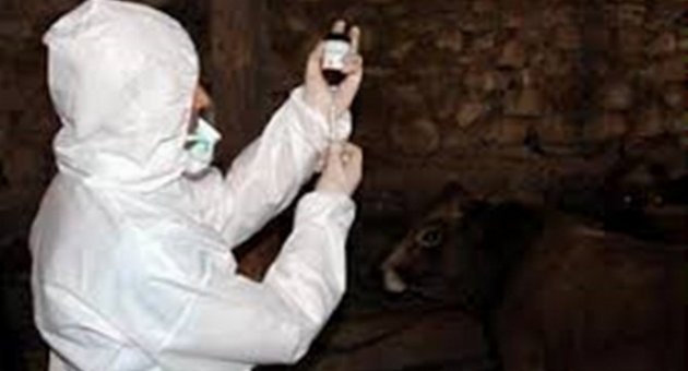 Şap Hastalığı İle Mücadele Çalışmaları