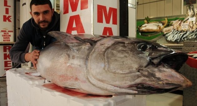 Sardalyaya Niyet Orkinosa Kısmet
