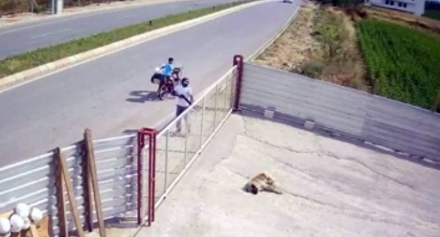 Şehir Magandaları Kendilerine Havlayan Köpeği Pompalı Tüfekle Öldürdü