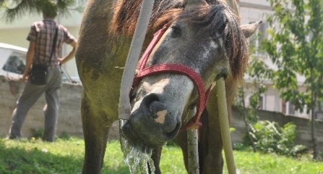 Sıcaklar Onları Da Bunaltıyor