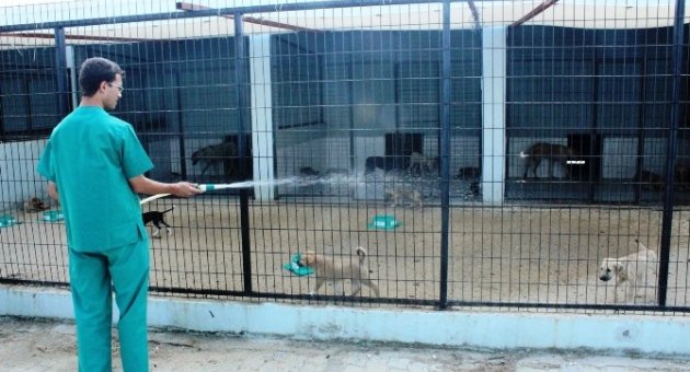Sıcaktan Bunalan Hayvanlar Su İle Serinletiliyor