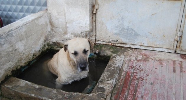 Sıcaktan Bunalan Köpek Çeşme Yalağında Serinledi
