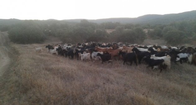 Silahlı Tehditle Çalınan 500 Keçi Dağda Bulundu