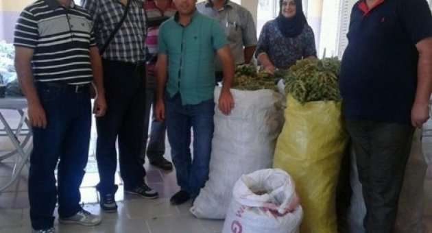 Sındırgı’da Yeni Geçim Kaynağı Tıbbi Ve Aromatik Bitkiler