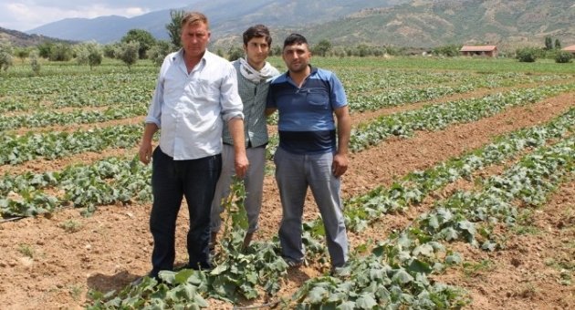 Soğuk Hava Salatalıkta Verimi Düşürdü, Üreticiyi Üzdü
