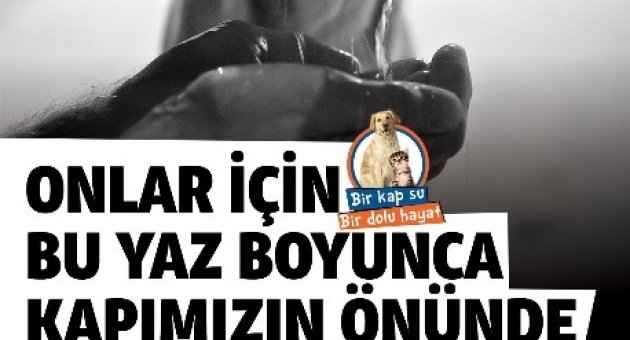 Sokak Hayvanları İçin Bir Kap Su Kampanyası