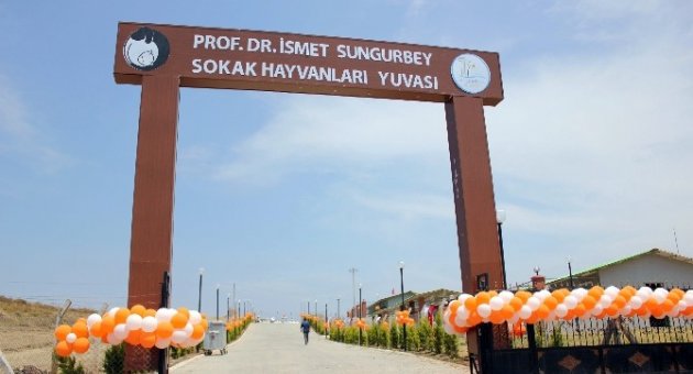 Sokak Hayvanlarına Beş Yıldızlı Yuva Açıldı
