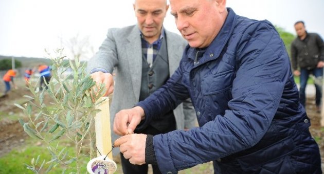 Soma Şehitleri İçin 301 Zeytin Fidan