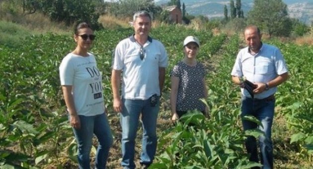 Tarım Arazilerinde Hastalık Kontrolü