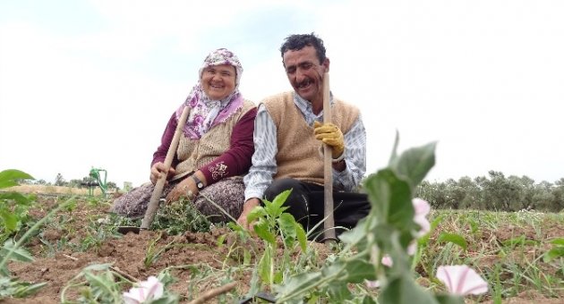 Tarlada İkinci Hayat