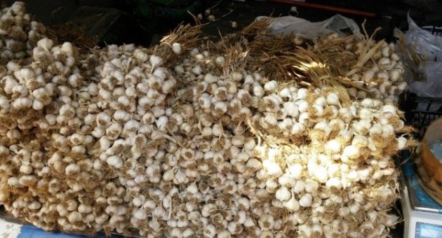 Taşköprü Sarımsağı Tekirdağ’da Satışa Çıktı
