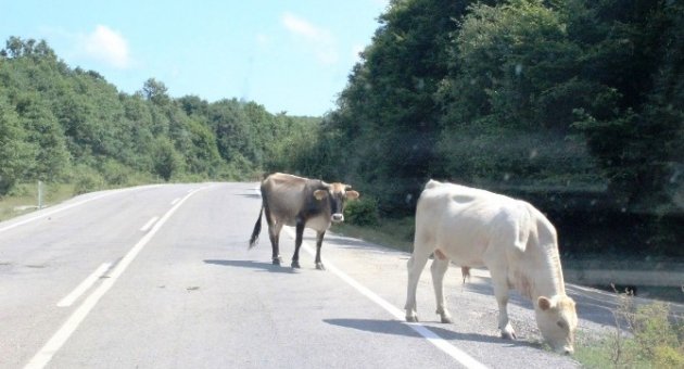 Tatilcilerin Kullandığı Yolun Kenarında Otlayan Hayvanlar Trafiği Olumsuz Etkiliyor