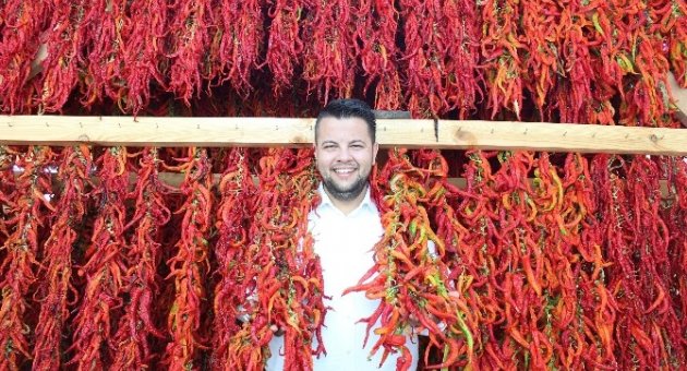 Tava Ciğerin Kardeşi ‘karaağaç Sivrisi’ Güneşi Gördü