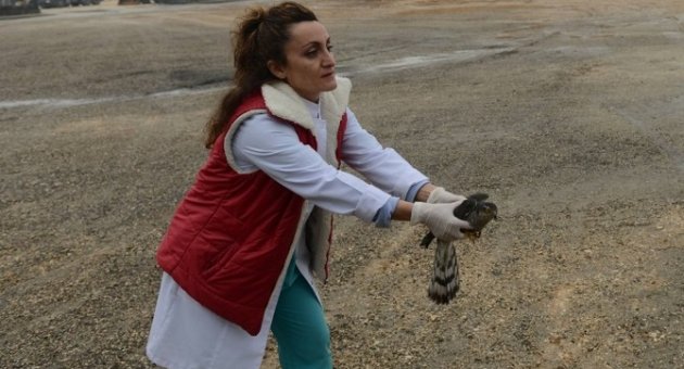 Tedavi Edilen Atmaca Gökyüzüyle Buluştu