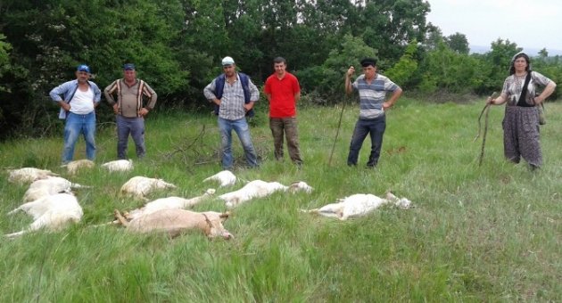 Tekirdağ’da 11 Keçi Merada Zehirlenerek Telef Oldu