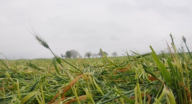 Tekirdağ’da Dolu Ve Fırtına Ekili Alanlara Zarar Verdi