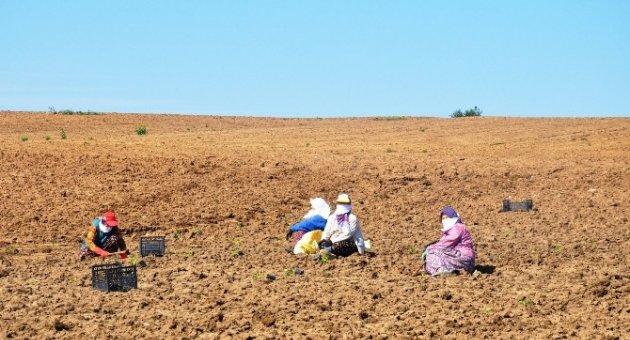Tekirdağ’da Karpuz, Kavun Toprakla Buluştu