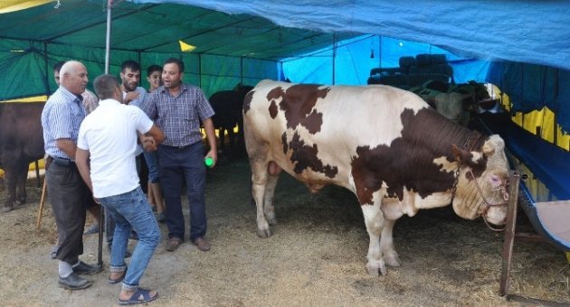 Tekirdağ’da Kurban Piyasası Hareketlendi