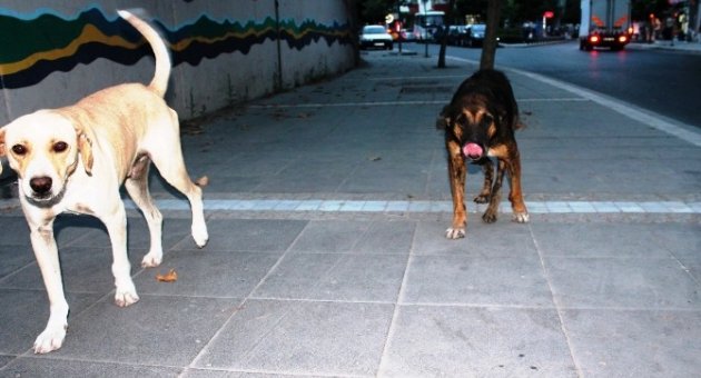 Tekirdağ’da Sahipsiz Köpekler Vatandaşları Korkutuyor