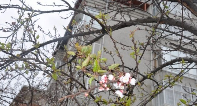 Tekirdağ’da Yalancı Bahara Aldanan Ağaçlar Çiçek Açtı