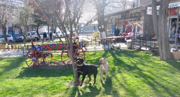 Tekirdağ’da Yaşı Küçük Çocukların Ellerindeki Saldırgan Köpekler Tehlike Saçıyor