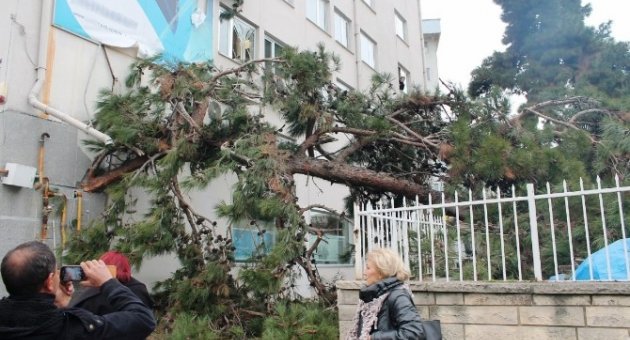 Tekirdağ’da Yıkılan Ağaç Banka Binasına Hasar Verdi