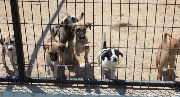 Tekirdağlılar Sokak Hayvanlarına Sahip Çıkıyor
