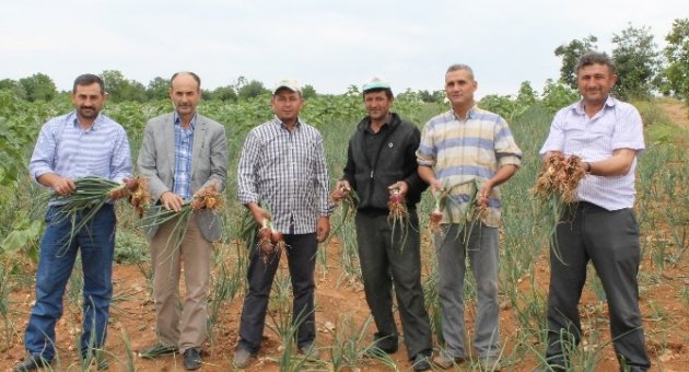 Terziler Soğanı 20 Ülkeye Gidiyor